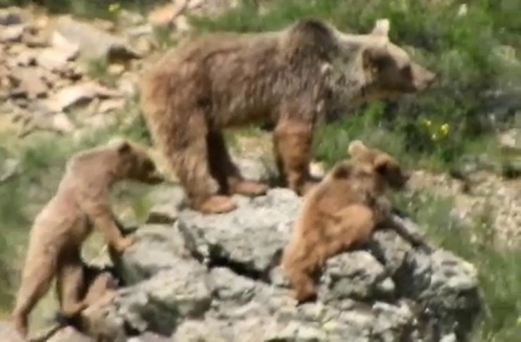 Yaban hayatta ayılarla yan yana