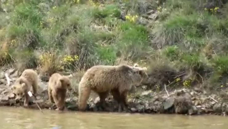 Yaban hayatta ayılarla yan yana