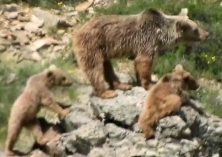 Yaban hayatta ayılarla yan yana