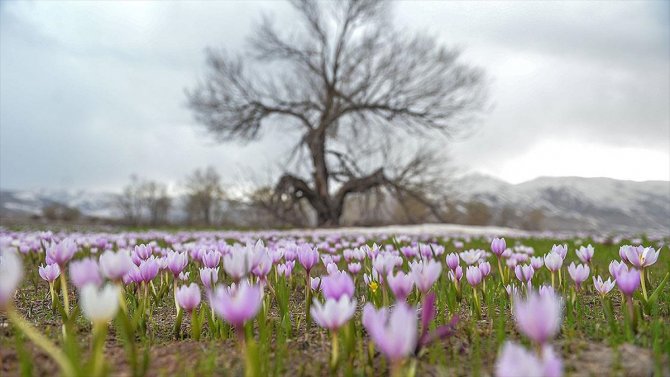 Ovacık dağlarında kış, ovalarında bahar güzelliği yaşanıyor