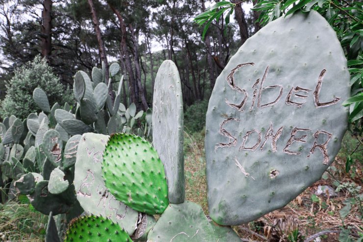 Antik kentin kaktüslerine 'aşk' tahribatı