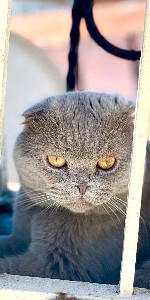 Arandığını duyan hırsız çaldığı kediyi taksiyle geri gönderdi