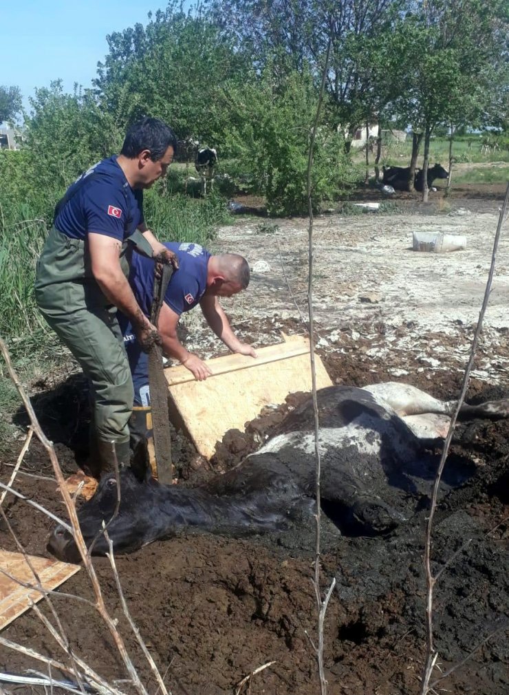 Balçığa saplanan ineği itfaiye kurtardı