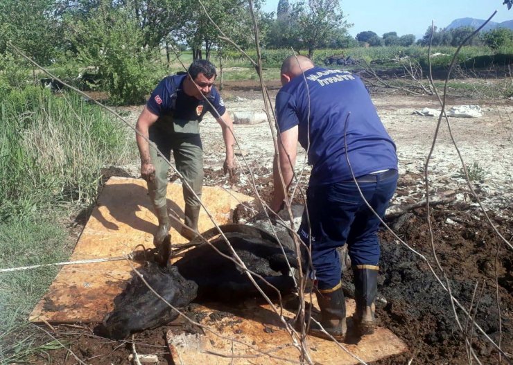 Balçığa saplanan ineği itfaiye kurtardı