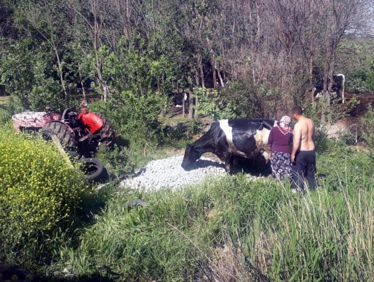 Balçığa saplanan ineği itfaiye kurtardı