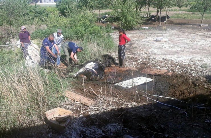 Balçığa saplanan ineği itfaiye kurtardı
