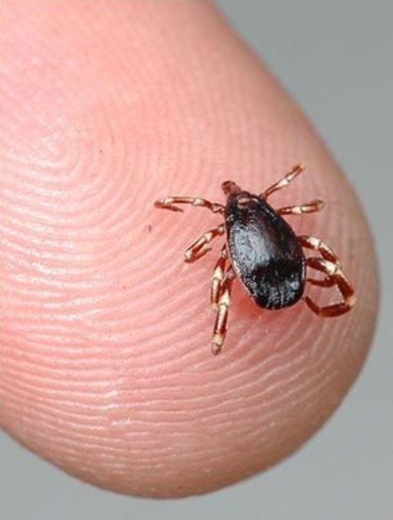 Bu belirtiler varsa dikkat: Uzmanlar kenelere karşı uyardı