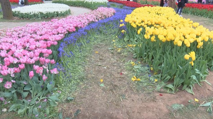 Emirgan Korusu’ndaki 'lale şöleni'ne fotoğraf gölgesi