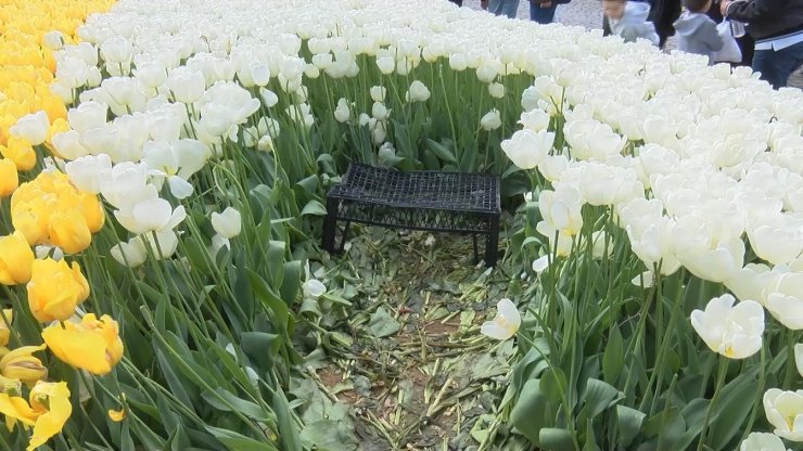 Emirgan Korusu’ndaki 'lale şöleni'ne fotoğraf gölgesi