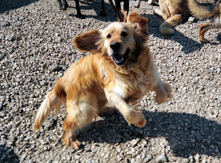 'İnternetten yasaklı ırkların satışı engellenmeli'