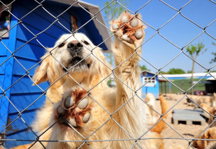 'İnternetten yasaklı ırkların satışı engellenmeli'
