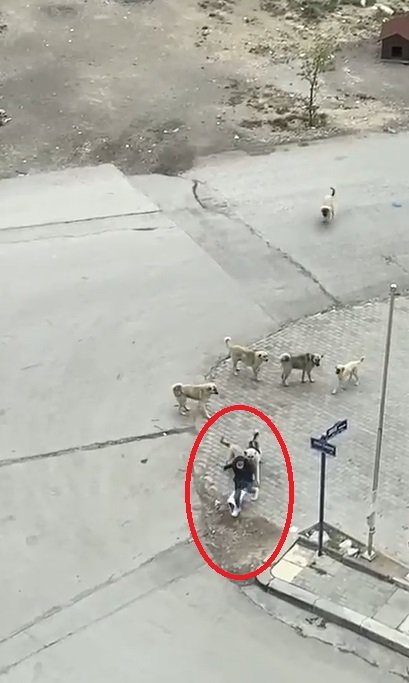 Köpeklerin saldırdığı liseliyi güvenlik görevlisi kurtardı