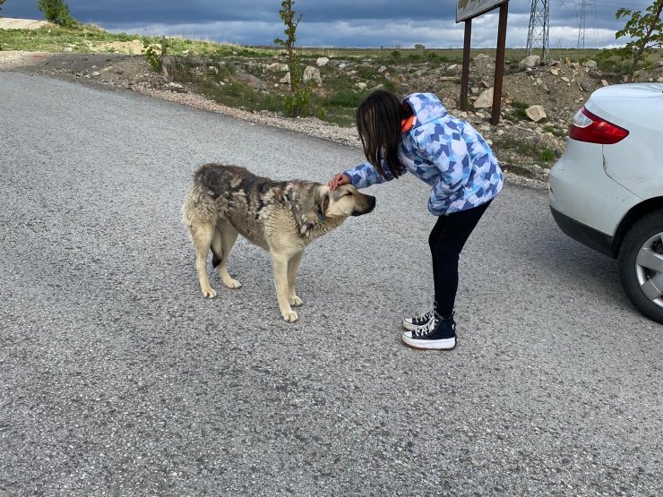 Köpeklerin saldırdığı liseliyi güvenlik görevlisi kurtardı