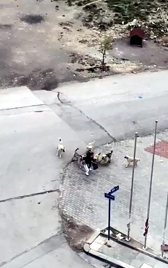 Köpeklerin saldırdığı liseliyi güvenlik görevlisi kurtardı