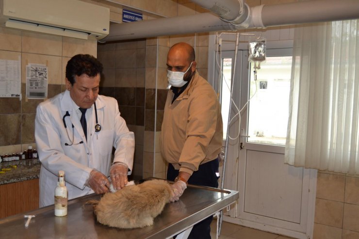 Manisa'da köpekleri tarım ilaçlı tavuk etiyle öldürmüşler