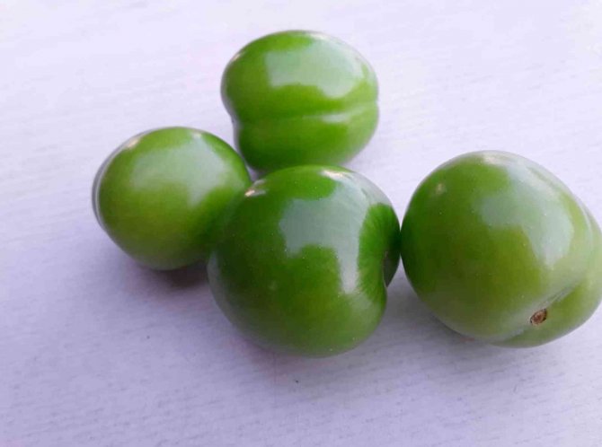 Mersin’de erik altın yılını yaşıyor