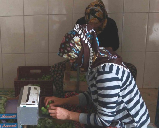 Mersin’de erik altın yılını yaşıyor