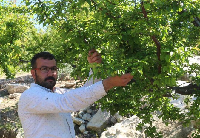 Mersin’de erik altın yılını yaşıyor