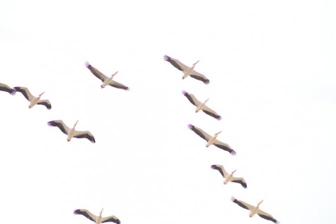 Onlarca leylek gökyüzünü renklendirdi