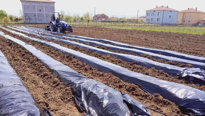 Samsun’da çilek üretimi yaygınlaşıyor