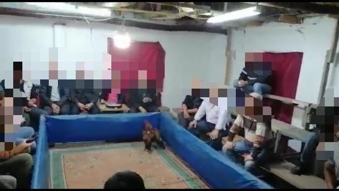 Cinayetten aranan şahıs horoz dövüştürürken yakalandı