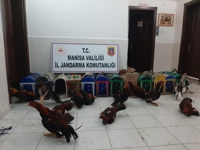 Cinayetten aranan şahıs horoz dövüştürürken yakalandı