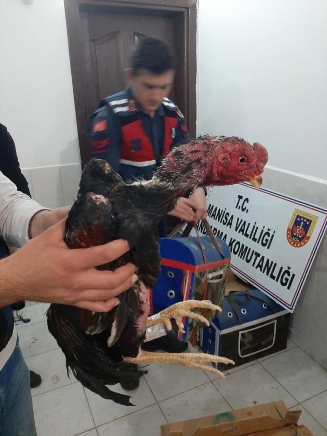 Cinayetten aranan şahıs horoz dövüştürürken yakalandı