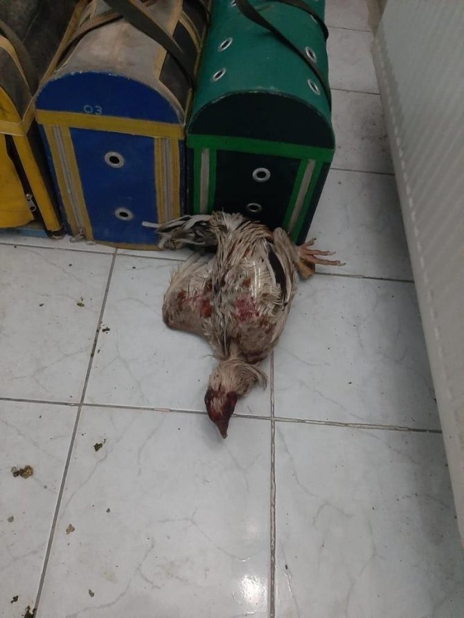 Cinayetten aranan şahıs horoz dövüştürürken yakalandı