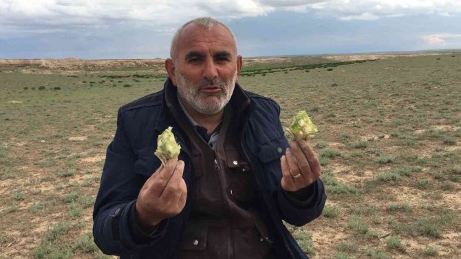 Kenger toplama zamanı başladı