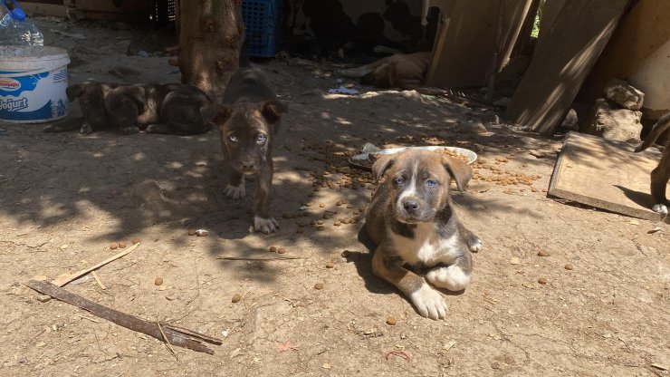 Köpek barınakları yıkıldı, hayvanseverler tepki gösterdi