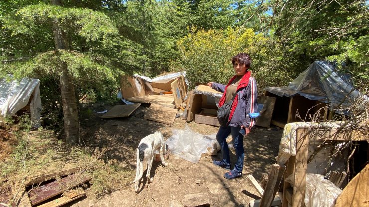 Köpek barınakları yıkıldı, hayvanseverler tepki gösterdi