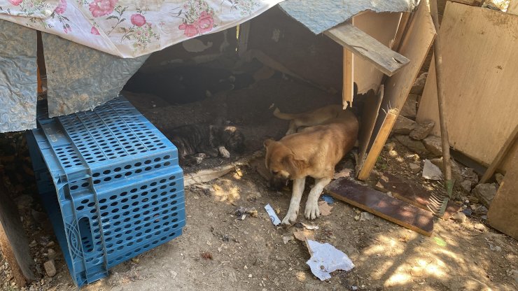 Köpek barınakları yıkıldı, hayvanseverler tepki gösterdi