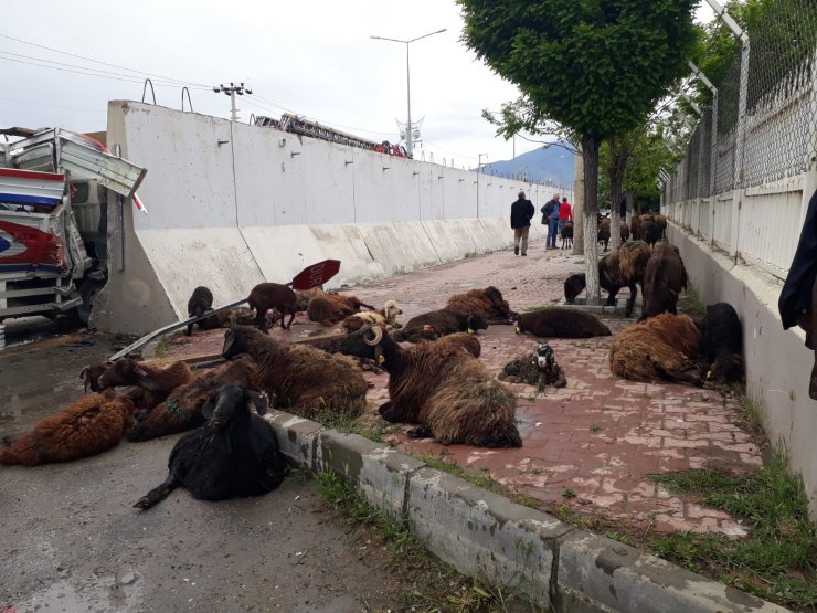 Koyun yüklü kamyonet otomobile çarptı