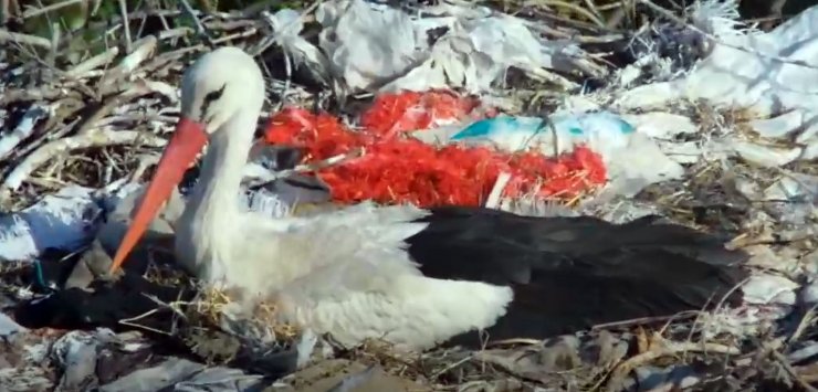 Kuluçkaya yatan Yaren leyleğin yavrularının yumurtadan çıkması bekleniyor