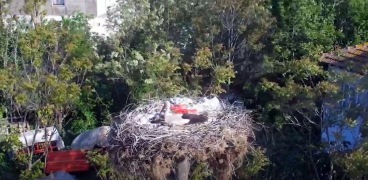 Kuluçkaya yatan Yaren leyleğin yavrularının yumurtadan çıkması bekleniyor