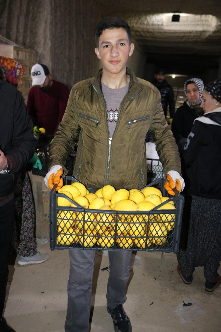 Limonlar, tüf oymalı soğuk hava depolarında korunuyor