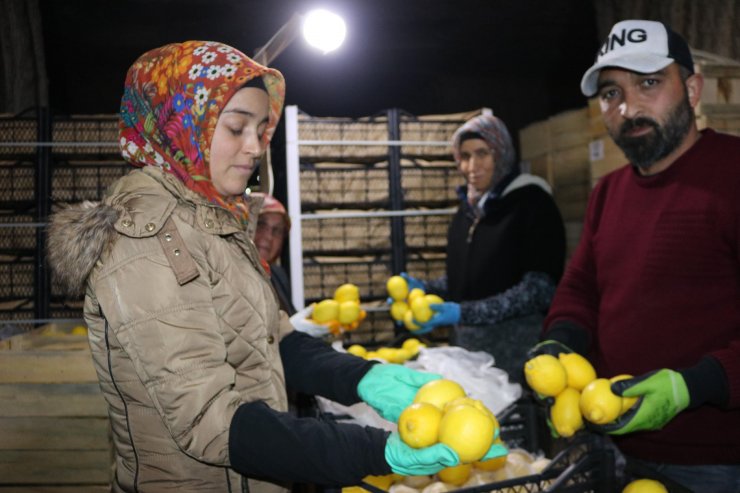 Limonlar, tüf oymalı soğuk hava depolarında korunuyor