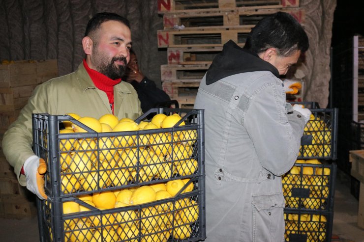 Limonlar, tüf oymalı soğuk hava depolarında korunuyor