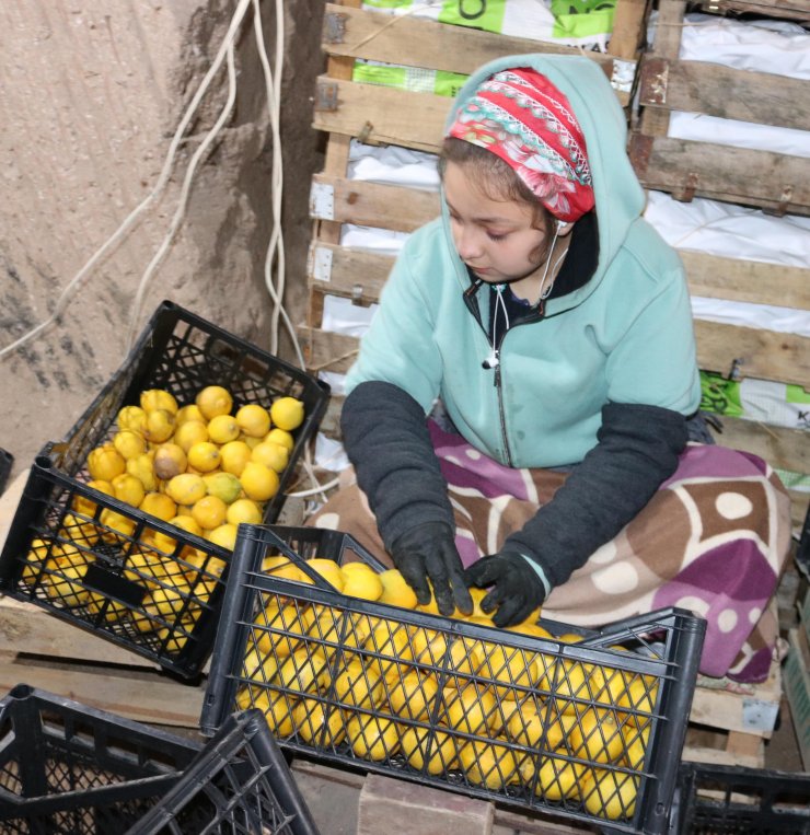 Limonlar, tüf oymalı soğuk hava depolarında korunuyor