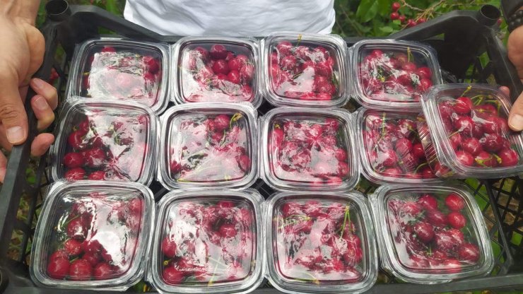 Mersin'de turfanda kiraz hasadı