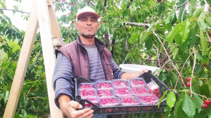Mersin'de turfanda kiraz hasadı