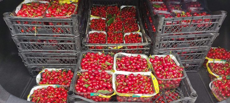 Mersin'de turfanda kiraz hasadı
