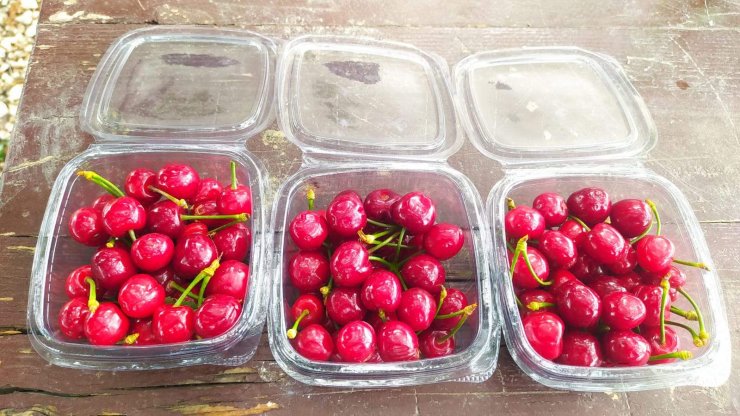 Mersin'de turfanda kiraz hasadı