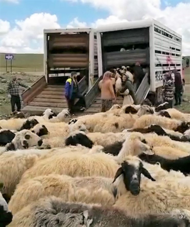 Muhtarın öldüğü 'sürü' kavgası sonrası 4 bin 500 küçükbaş ilçe dışına taşındı