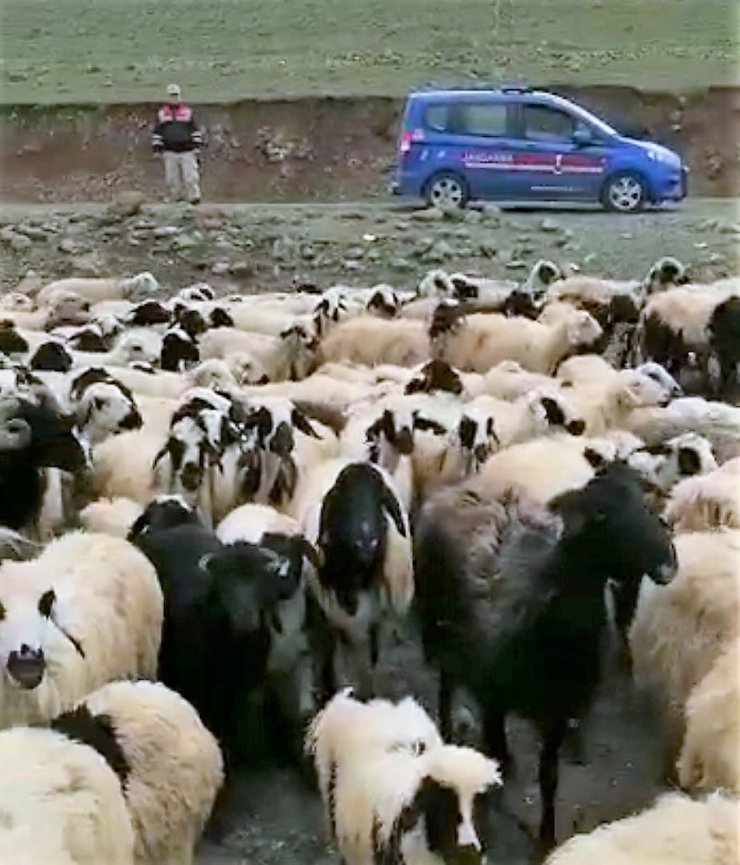 Muhtarın öldüğü 'sürü' kavgası sonrası 4 bin 500 küçükbaş ilçe dışına taşındı