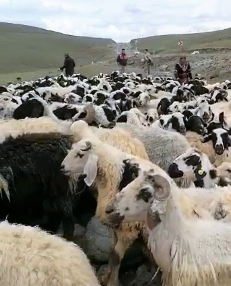 Muhtarın öldüğü 'sürü' kavgası sonrası 4 bin 500 küçükbaş ilçe dışına taşındı