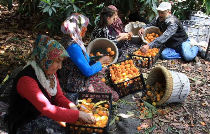 Sarı altın üreticisini fiyatıyla sevindirdi
