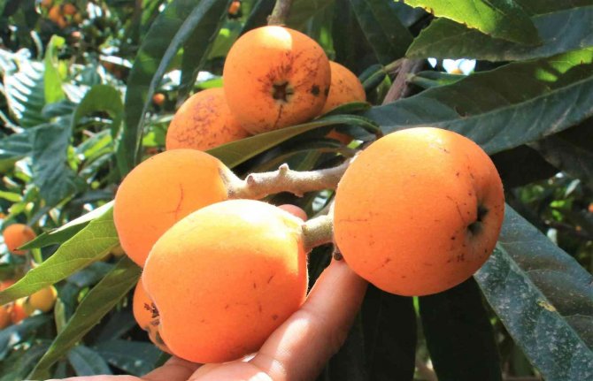 Sarı altın üreticisini fiyatıyla sevindirdi