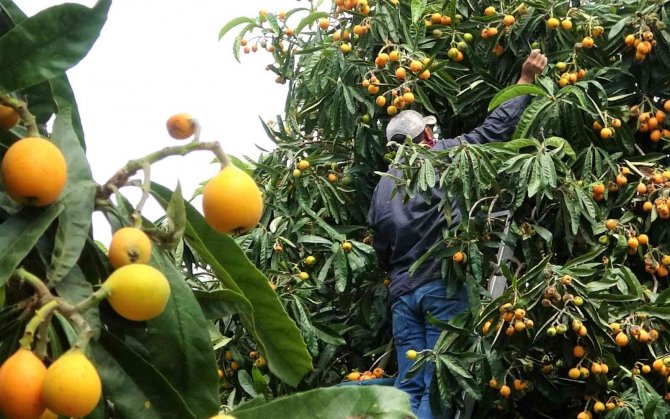 Sarı altın üreticisini fiyatıyla sevindirdi