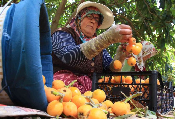 Sarı altın üreticisini fiyatıyla sevindirdi